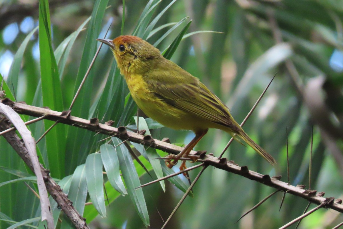 Yellow Warbler - ML642137953