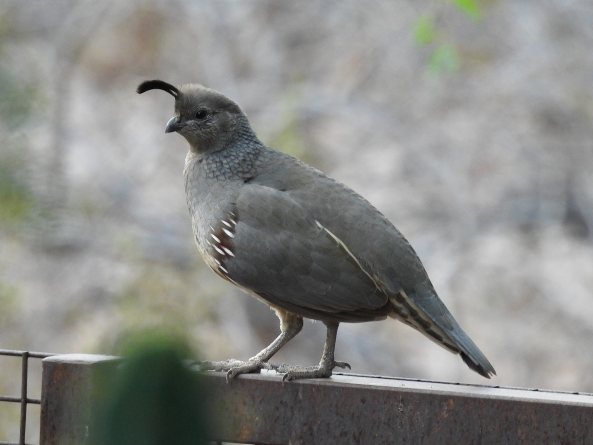 Gambel's Quail - ML642137956