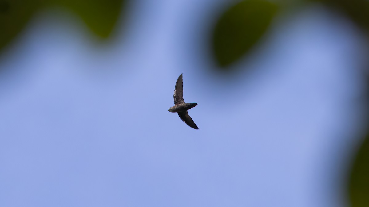 Chimney Swift - ML642137957