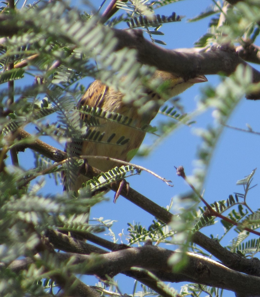 Dickcissel - ML642137966