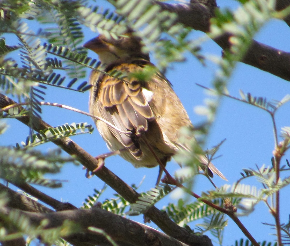 Dickcissel - ML642137967