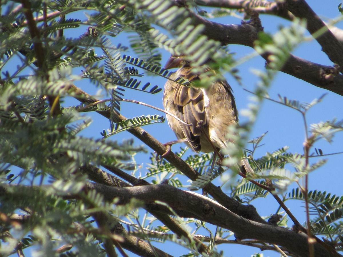 Dickcissel - ML642137968