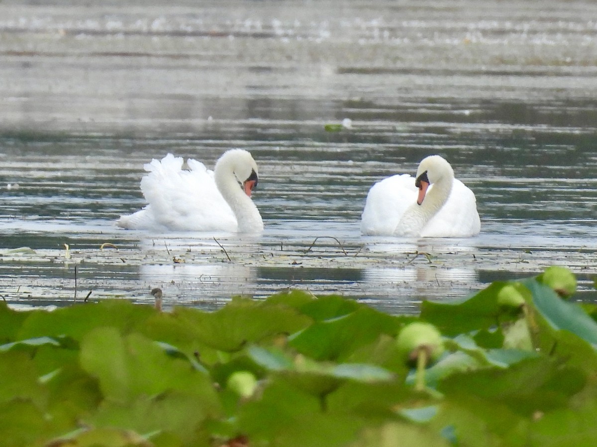Cygne tuberculé - ML642137993