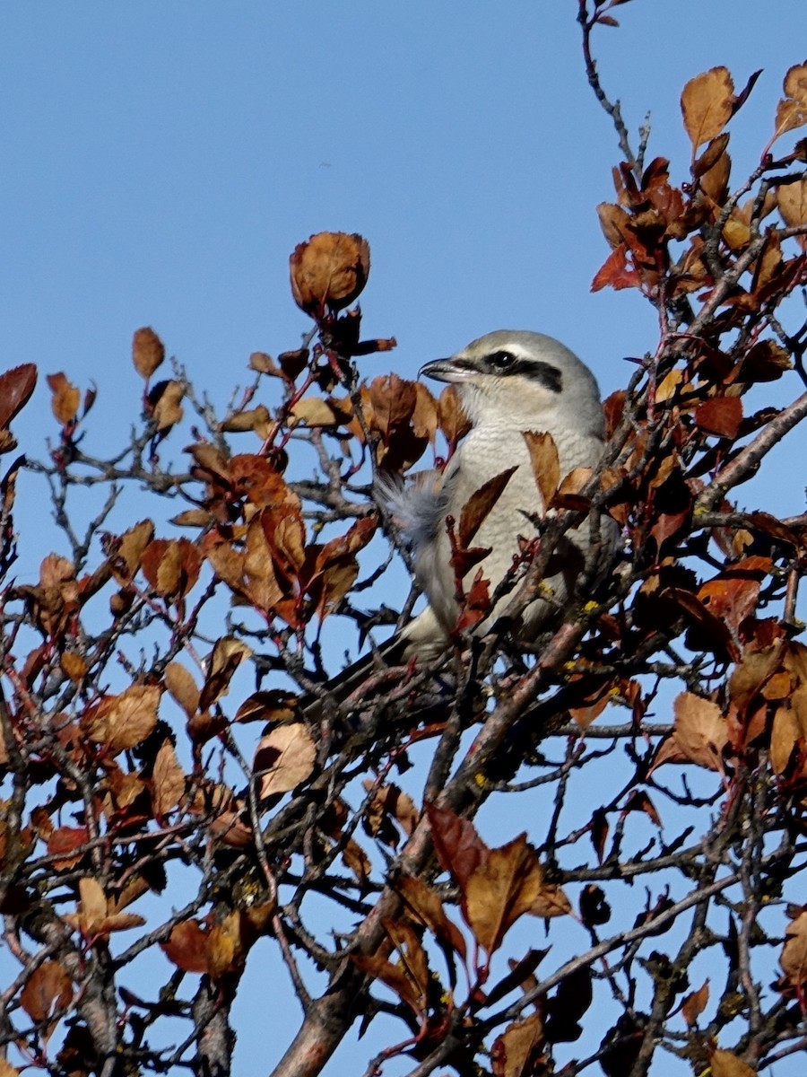 Northern Shrike - ML642137994