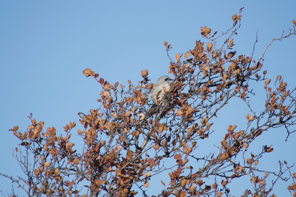 Northern Shrike - ML642137995