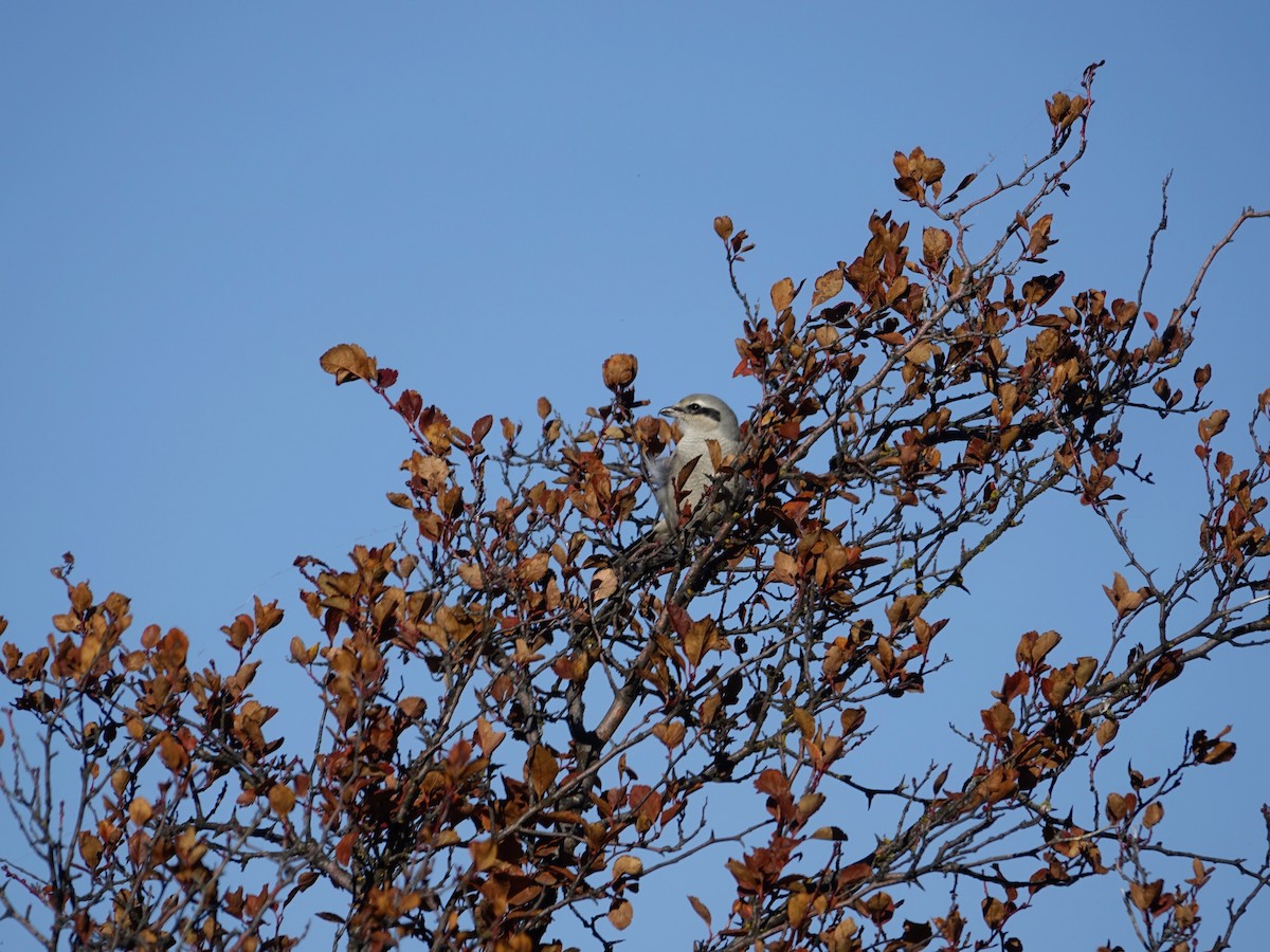Northern Shrike - ML642137996