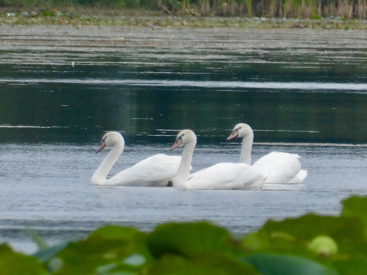 Cygne tuberculé - ML642137998