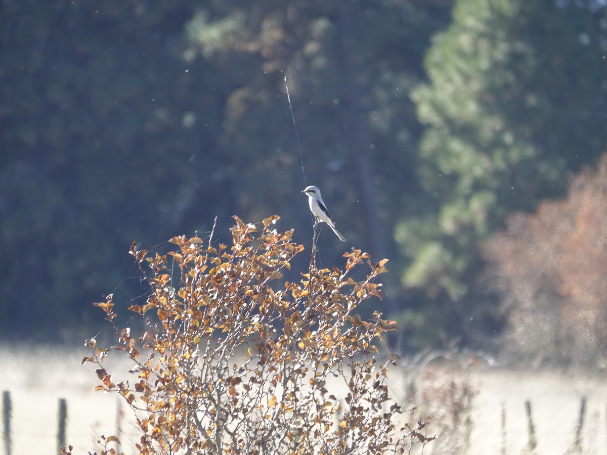 Northern Shrike - ML642137999