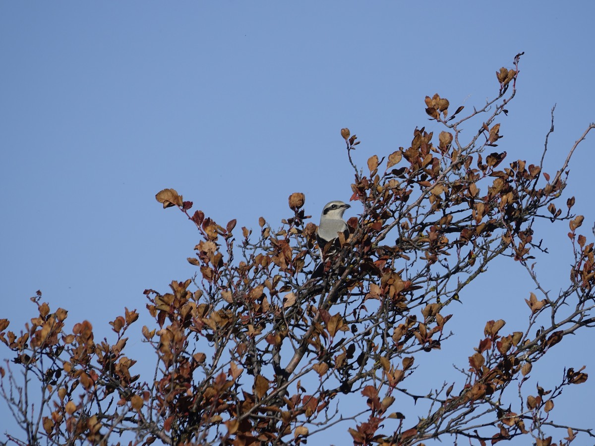 Northern Shrike - ML642138000