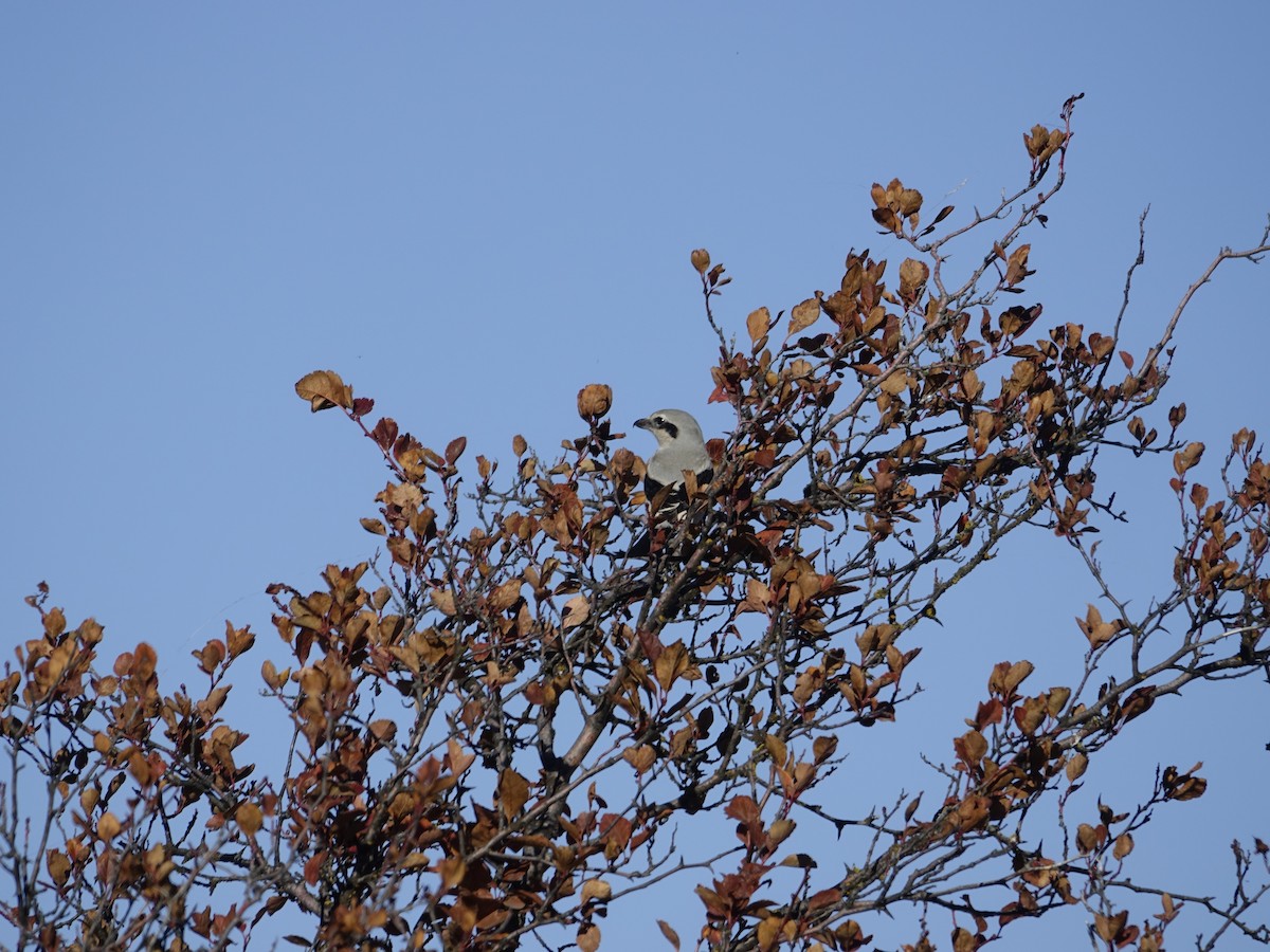 Northern Shrike - ML642138001
