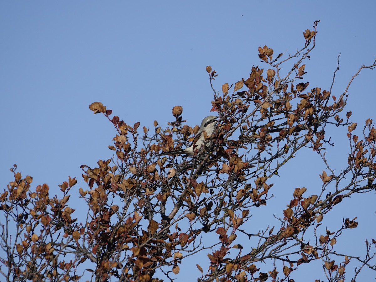 Northern Shrike - ML642138003