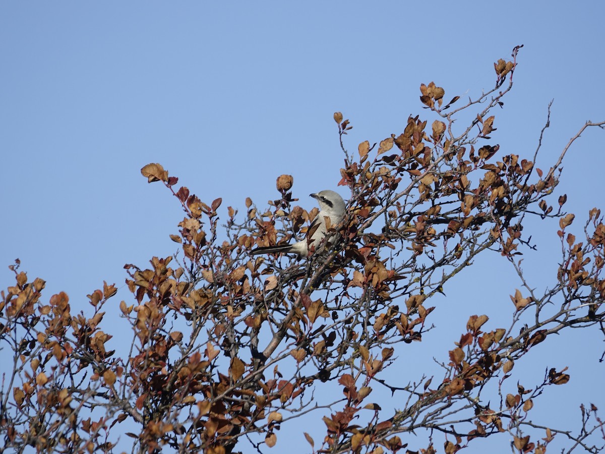 Northern Shrike - ML642138004