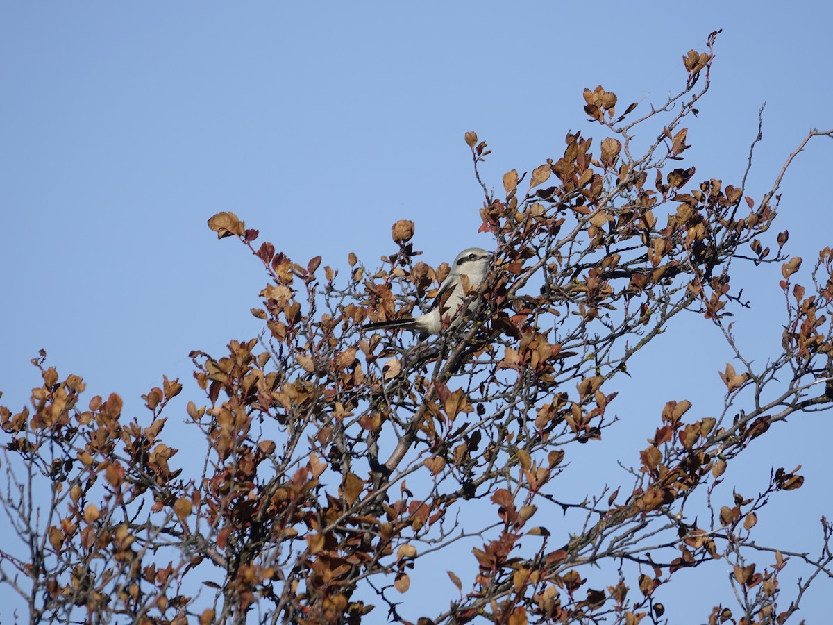 Northern Shrike - ML642138005