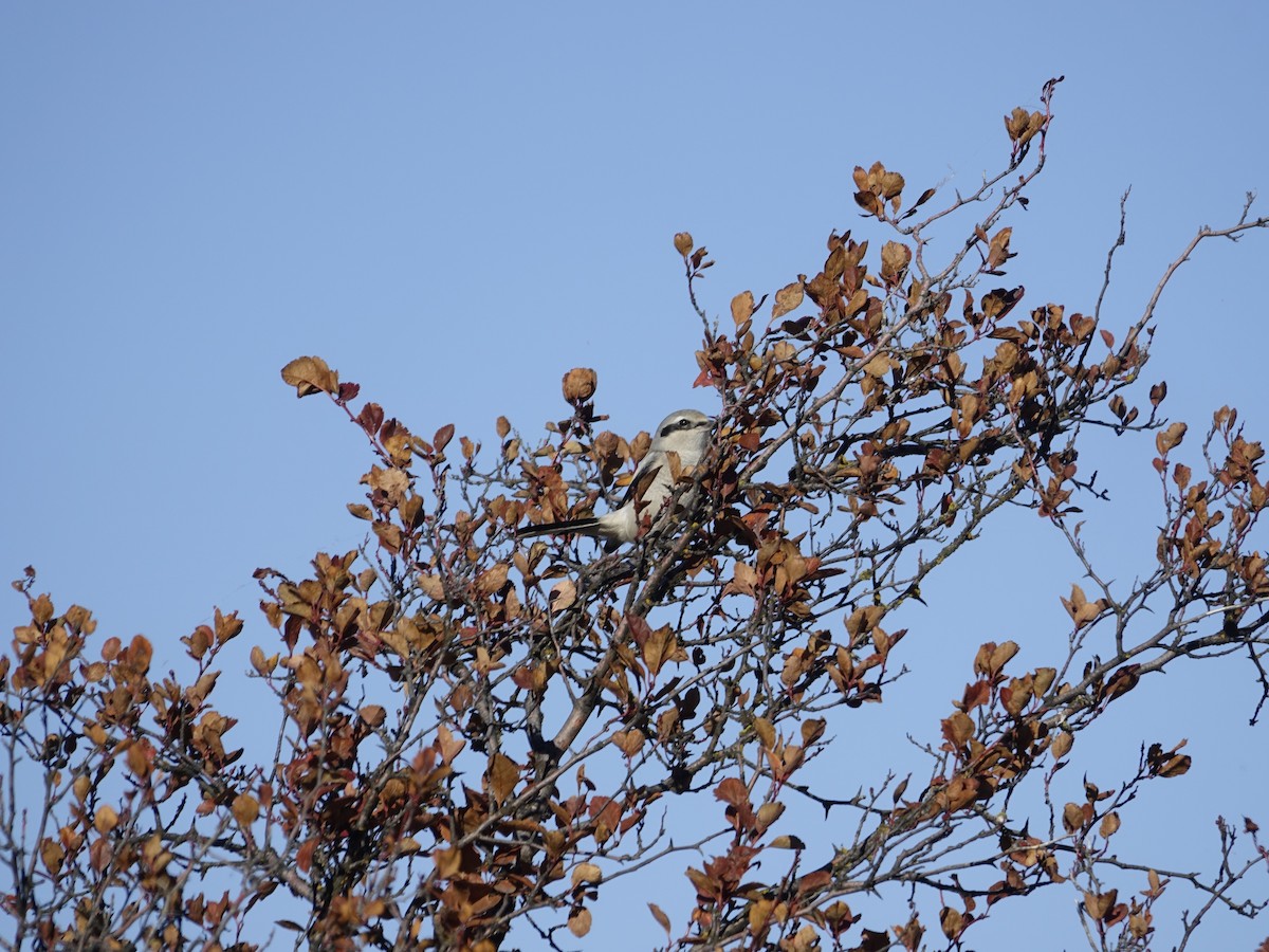 Northern Shrike - ML642138006