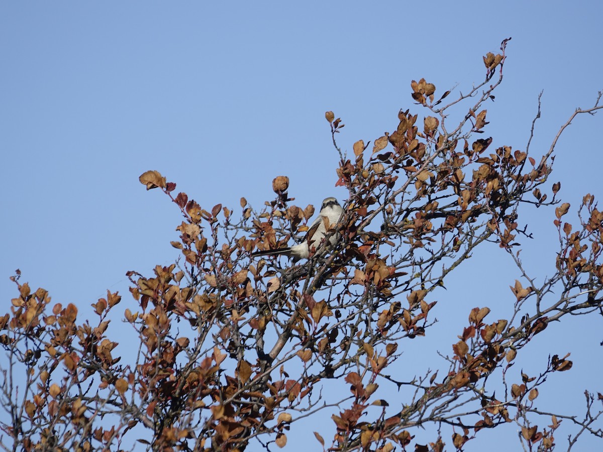 Northern Shrike - ML642138007