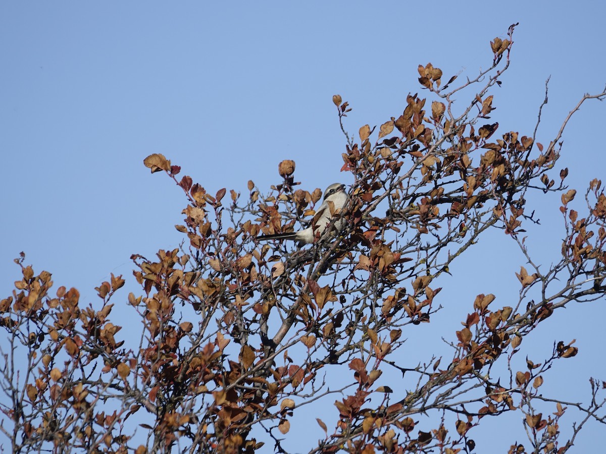 Northern Shrike - ML642138008