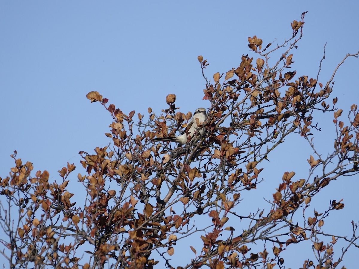 Northern Shrike - ML642138011