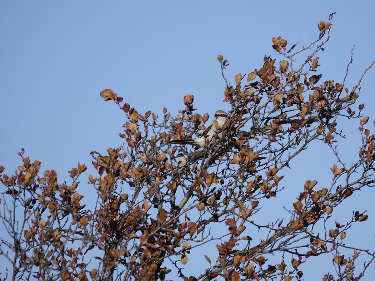 Northern Shrike - ML642138012