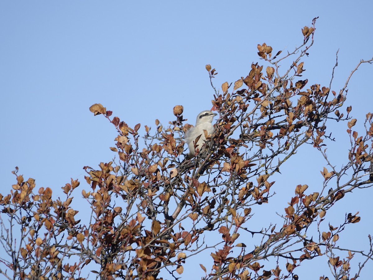 Northern Shrike - ML642138013