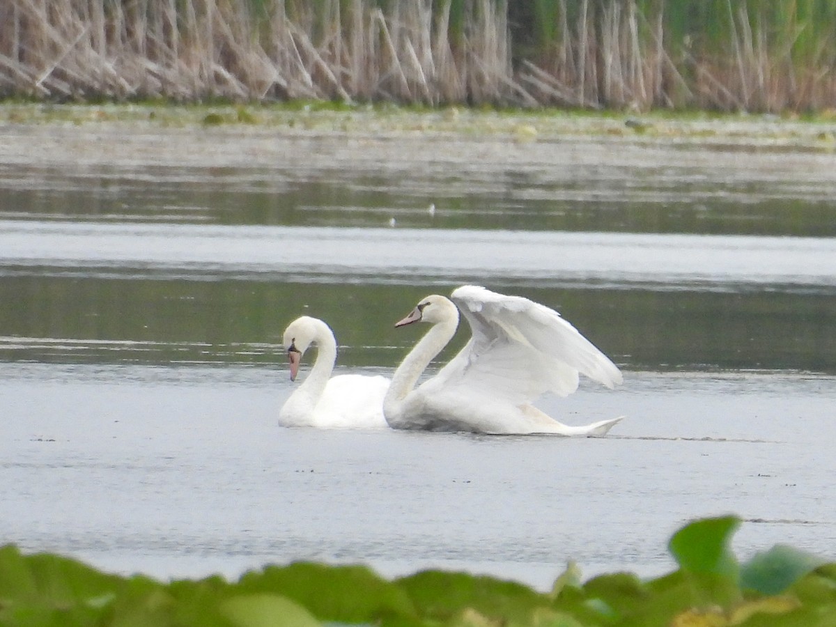 Cygne tuberculé - ML642138014