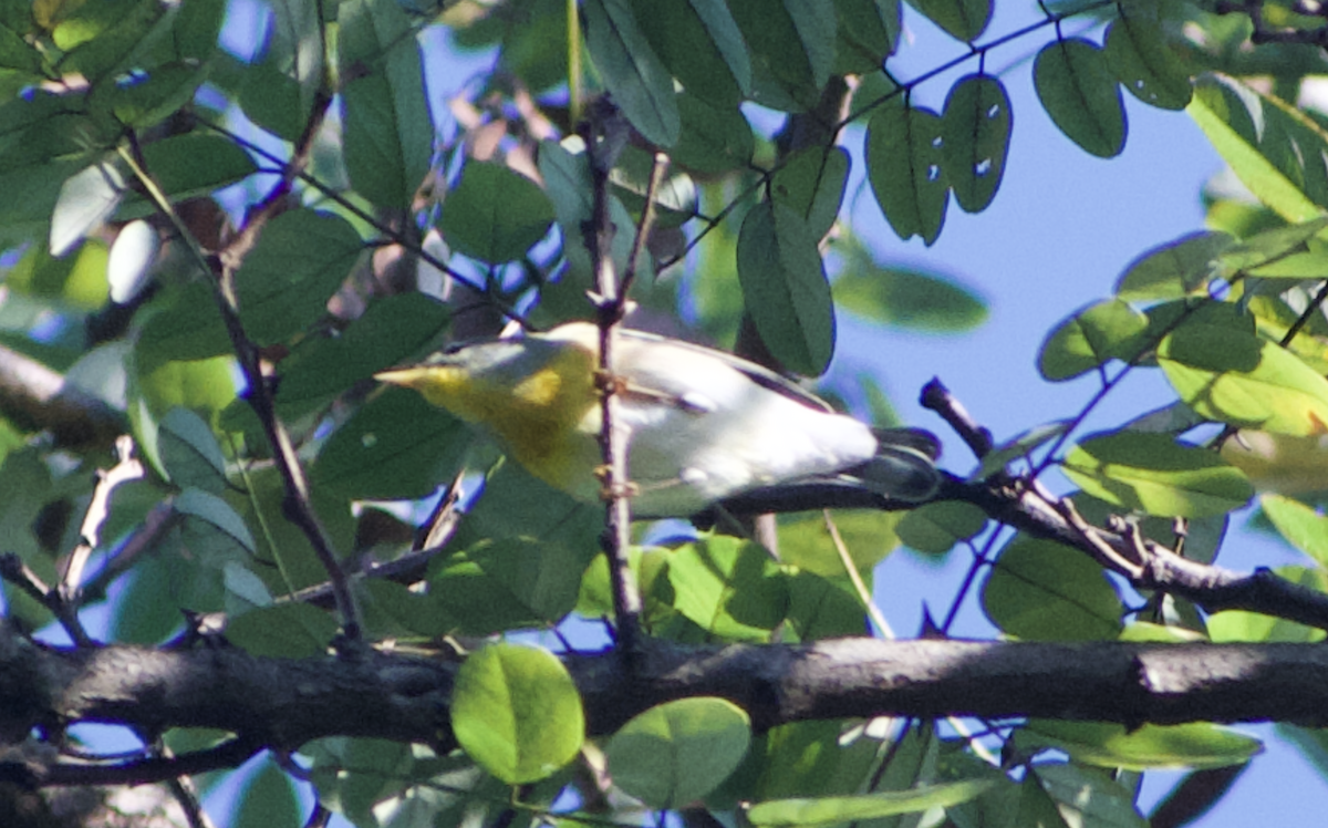 Northern Parula - ML642138015