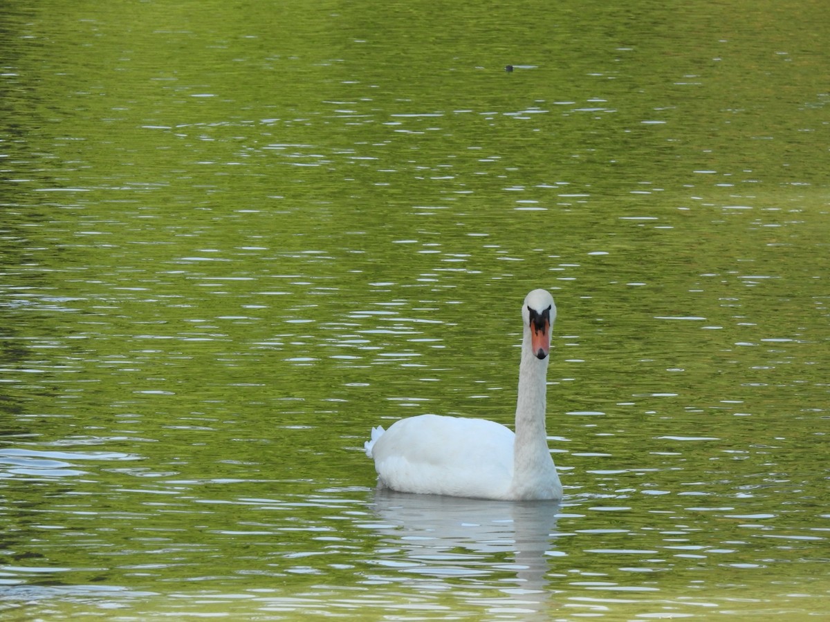 Cygne tuberculé - ML642138030