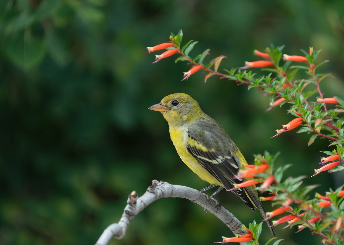 Western Tanager - ML642138033