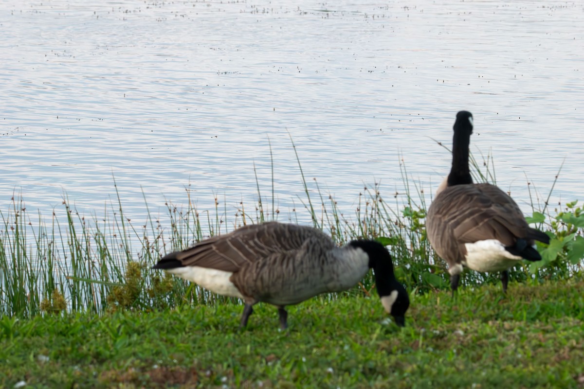 Canada Goose - ML642138039