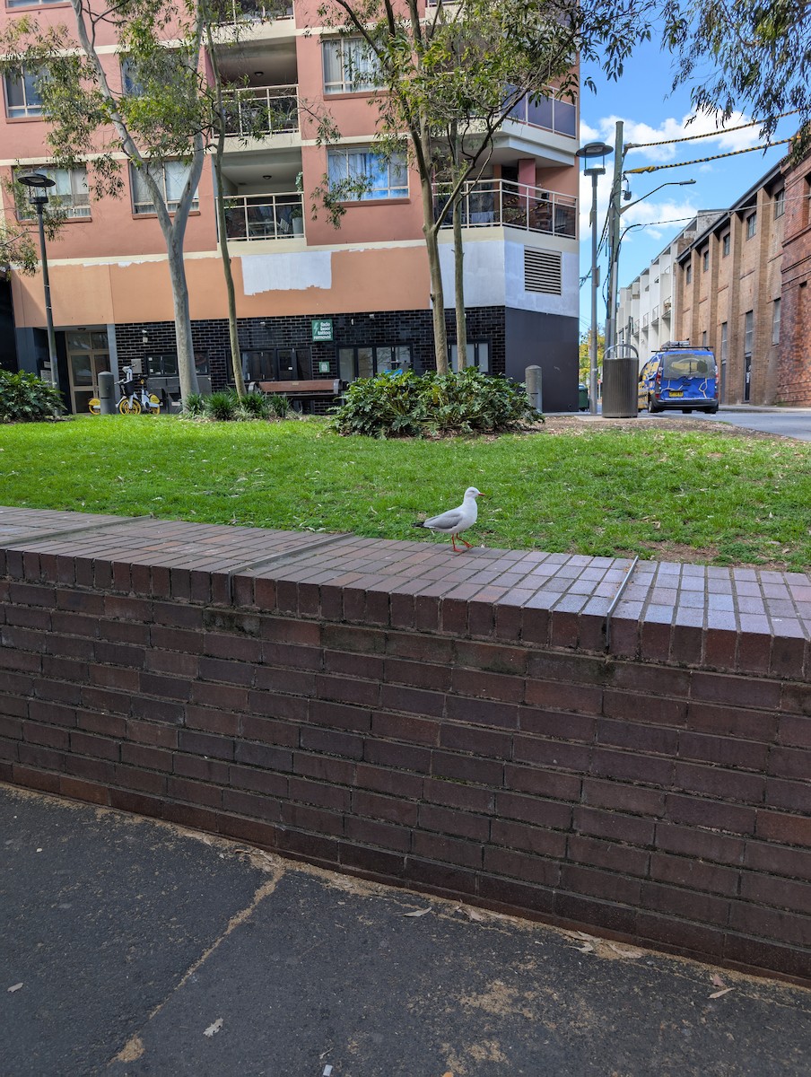 Silver Gull - ML642138049