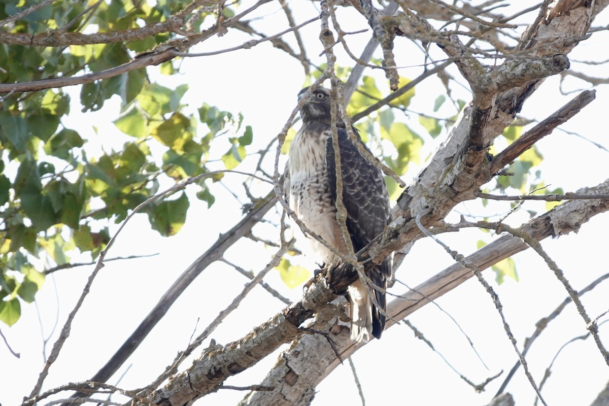 Red-tailed Hawk - ML642138052