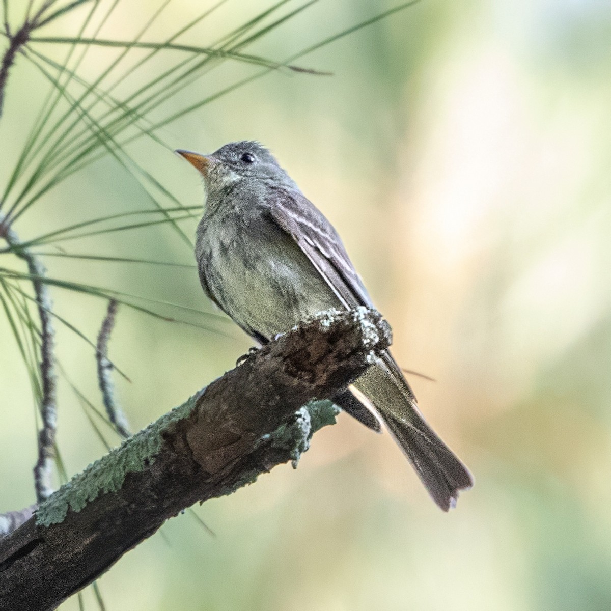 Eastern Wood-Pewee - ML642138057