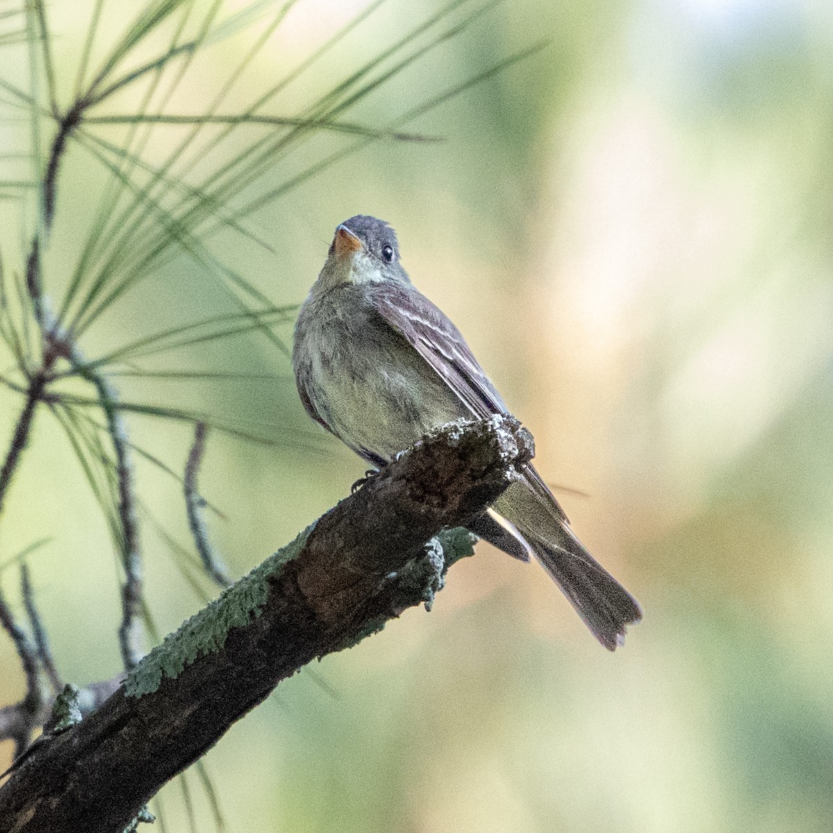 Eastern Wood-Pewee - ML642138058