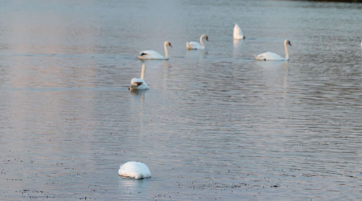 Cygne tuberculé - ML642138069