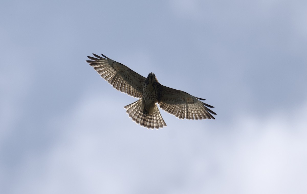 Broad-winged Hawk - ML642138073