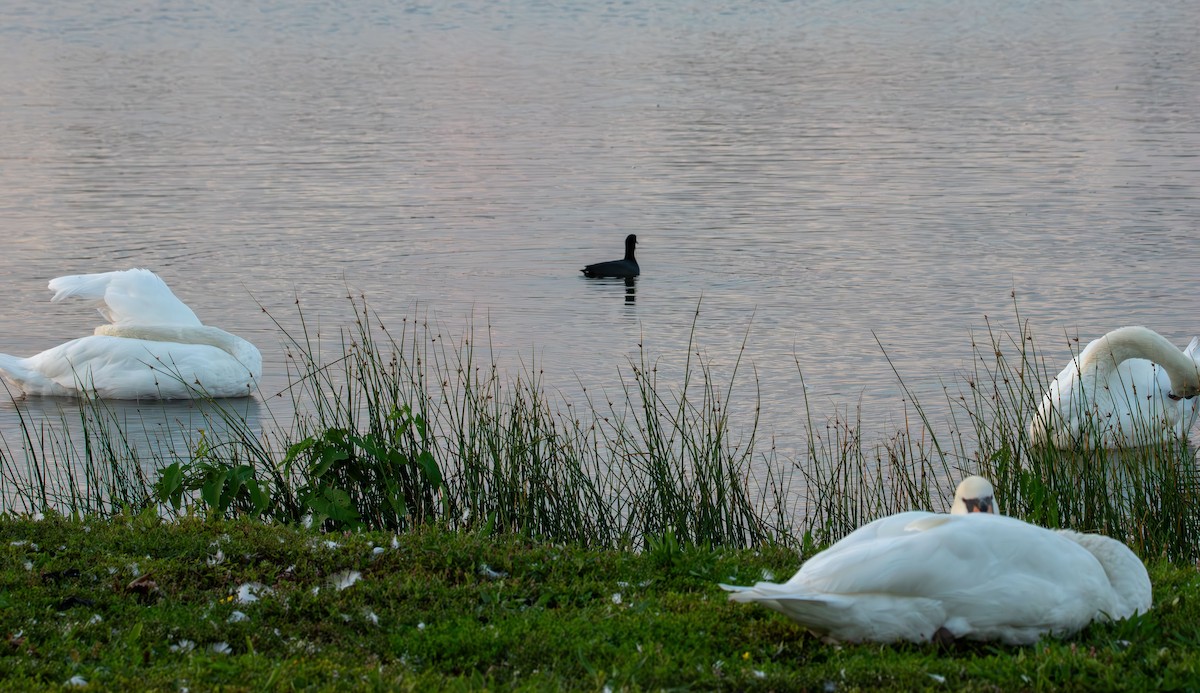 Cygne tuberculé - ML642138074