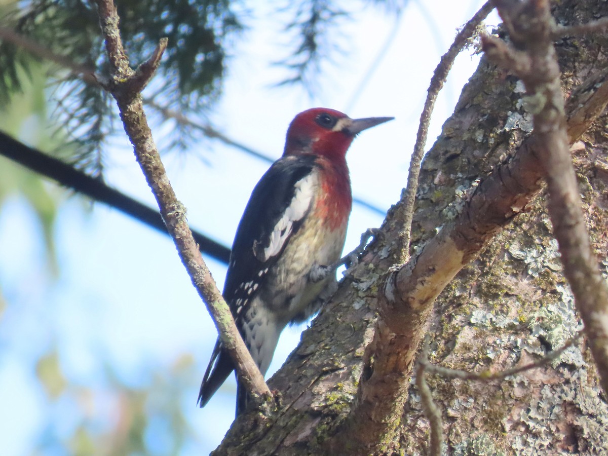 Red-breasted Sapsucker - ML642138077