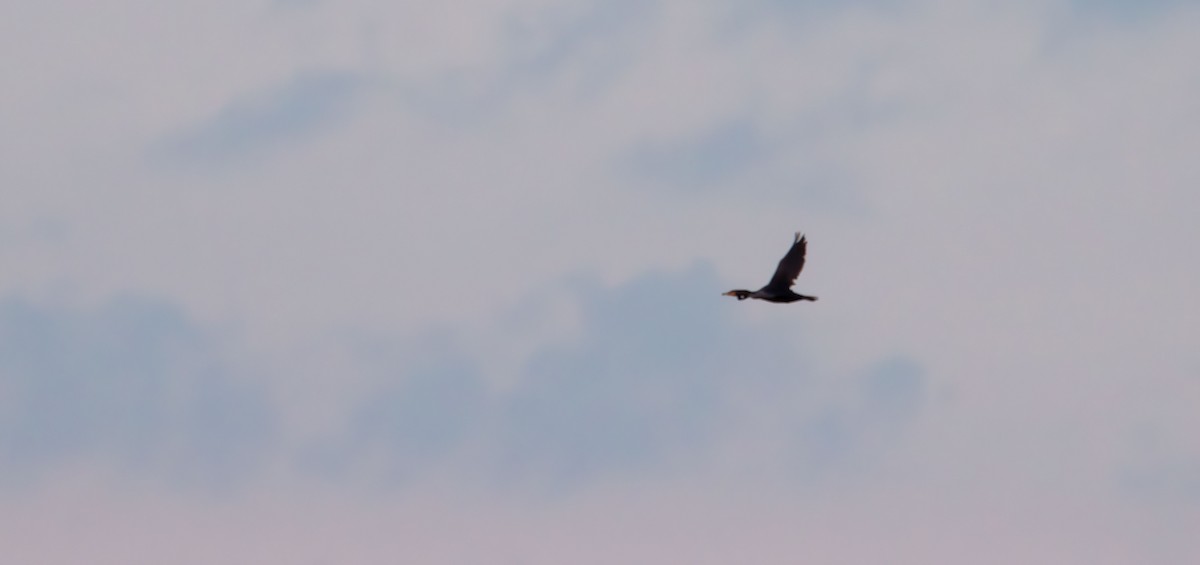 Cormoran à aigrettes - ML642138087