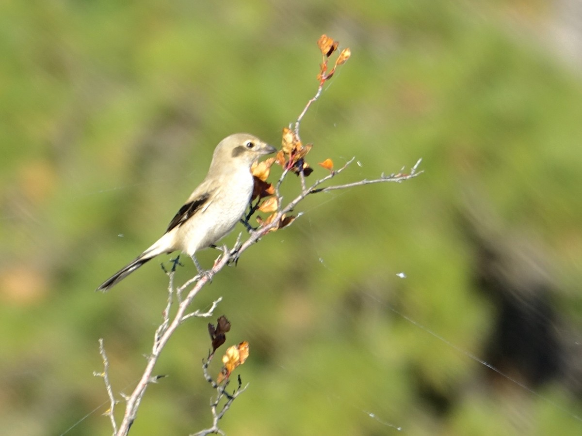 Northern Shrike - ML642138094