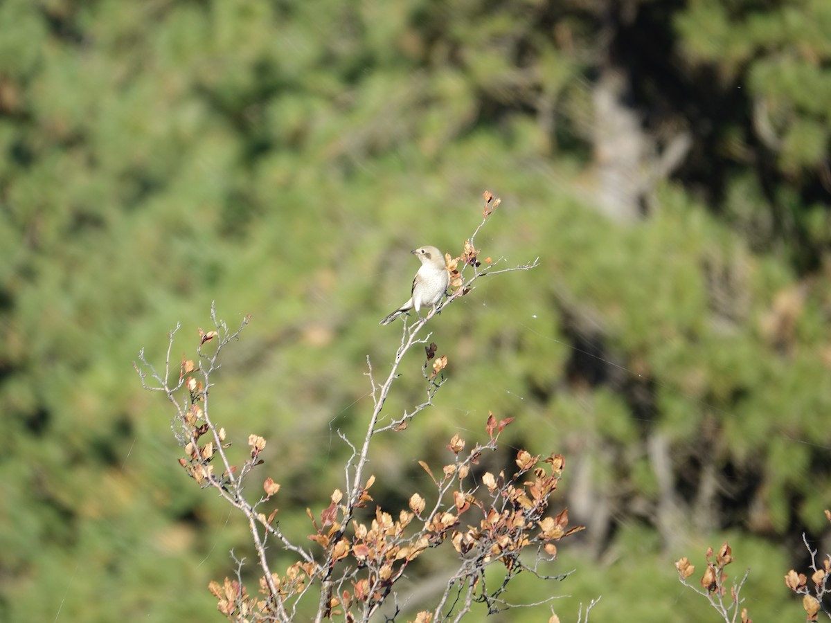 Northern Shrike - ML642138098