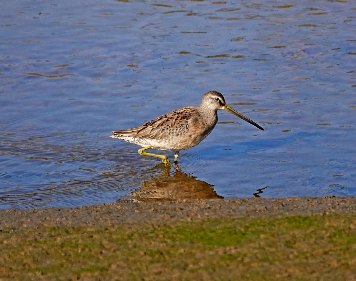 Хараалжин цууцил - ML642138099