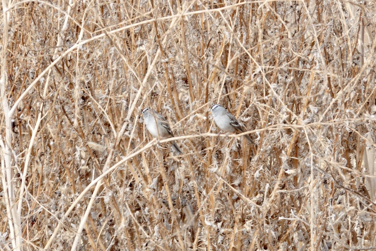 White-crowned Sparrow - ML642138100