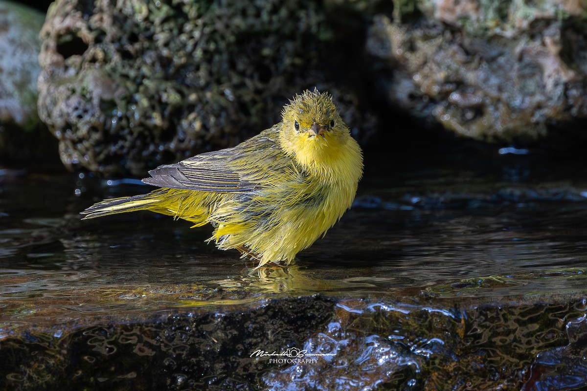 Yellow Warbler - ML642138127