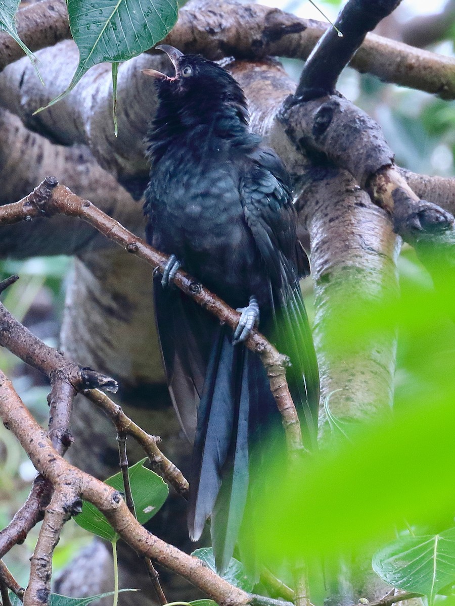 Asian Koel - ML642138141