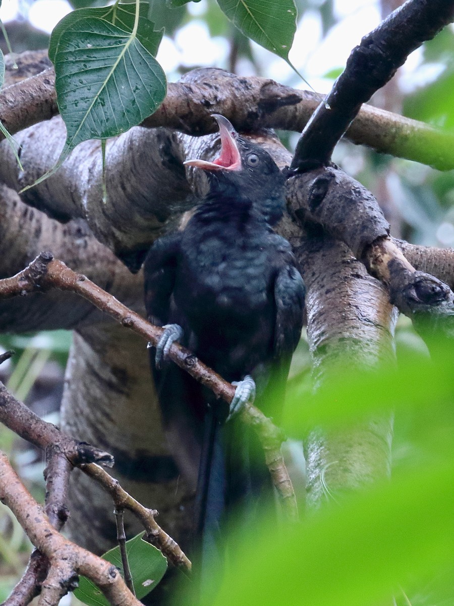 Asian Koel - ML642138143