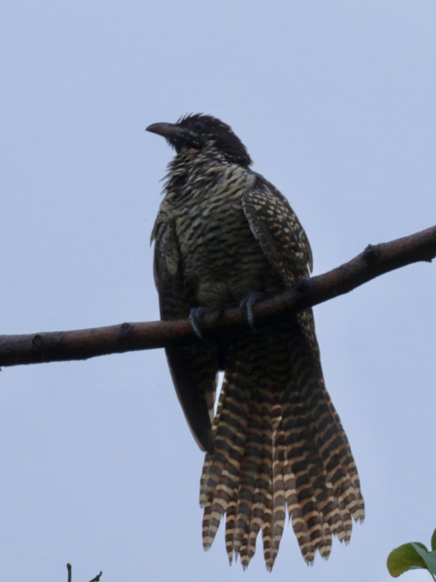 Asian Koel - ML642138144