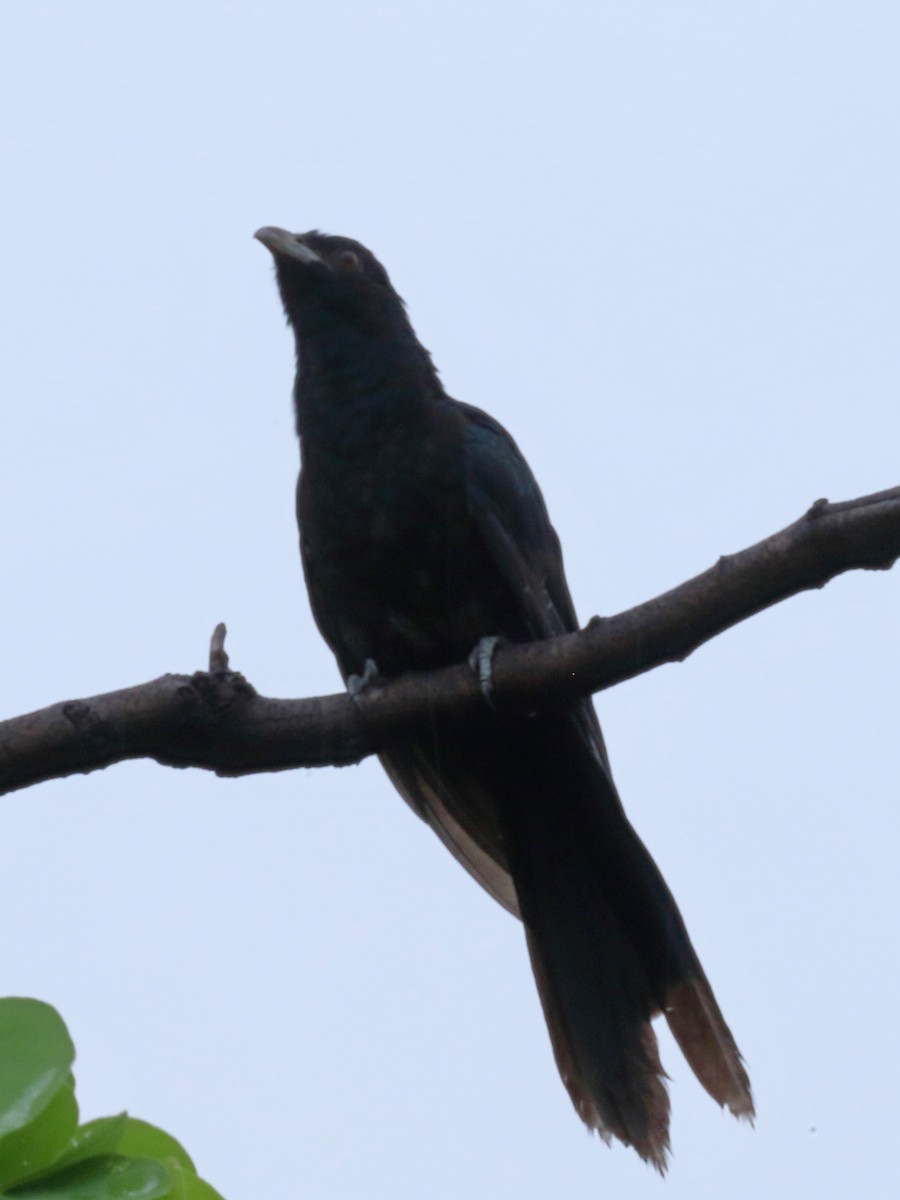 Asian Koel - ML642138146