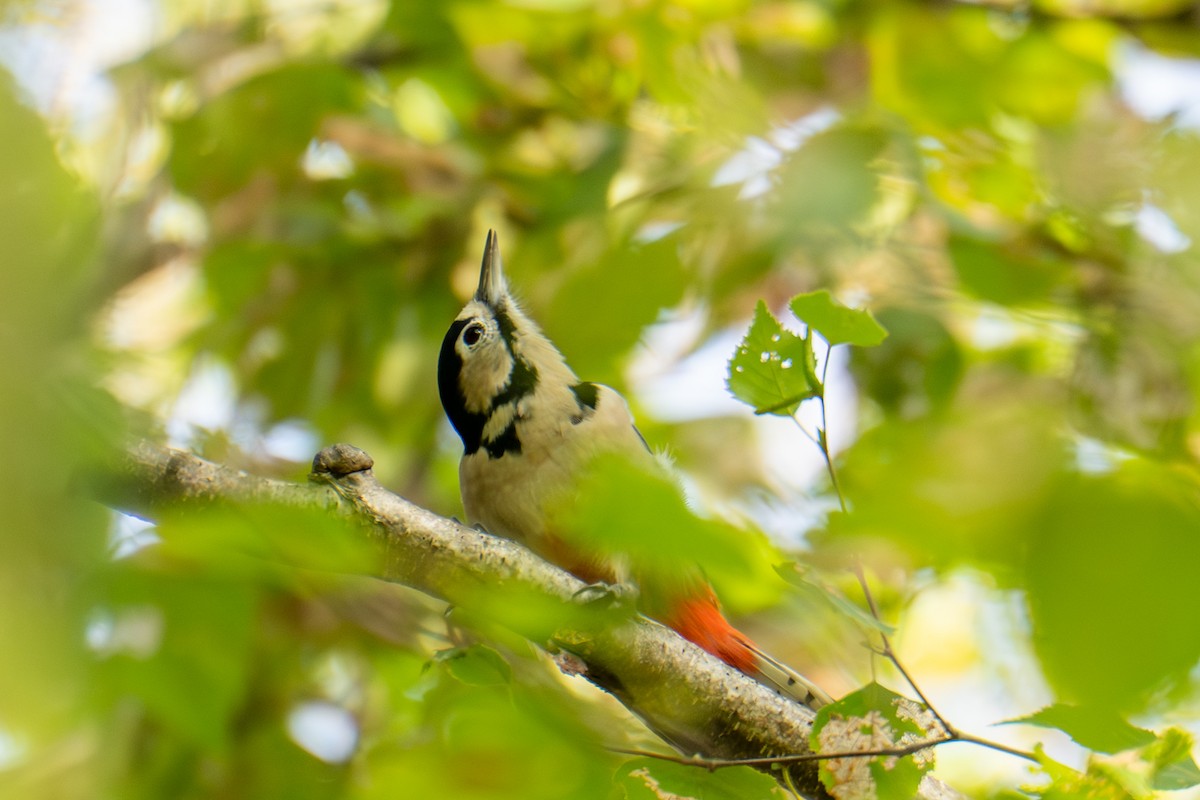 Great Spotted Woodpecker - ML642138147
