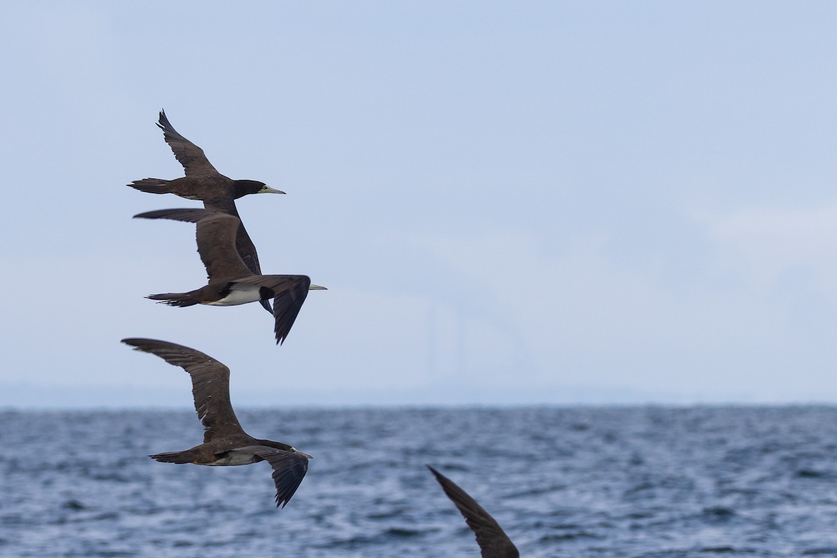 Brown Booby - ML642138167