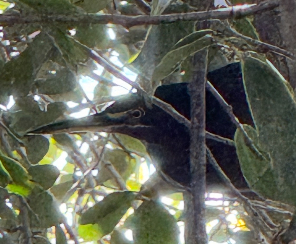 Green Heron - ML642138172