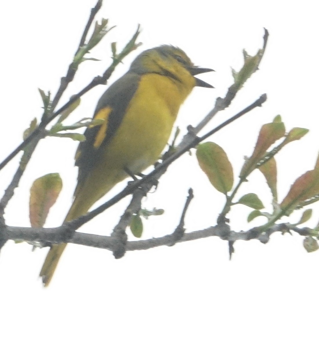 Scarlet Minivet - ML642138177